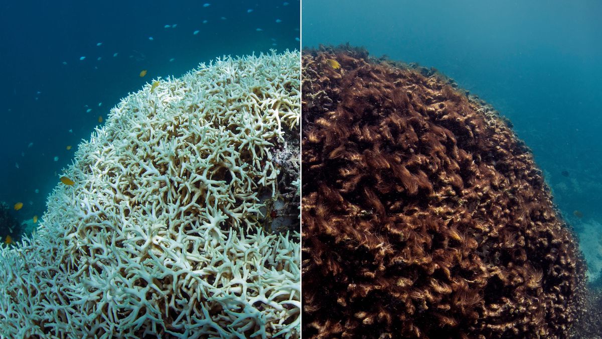 Ničivá daň změny klimatu v oceánech: Polovina světových korálů čelí bělení
